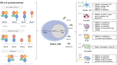 HLA-G/sHLA-G and HLA-G-Bearing Extracellular Vesicles in Cancers: Potential Role as Biomarkers